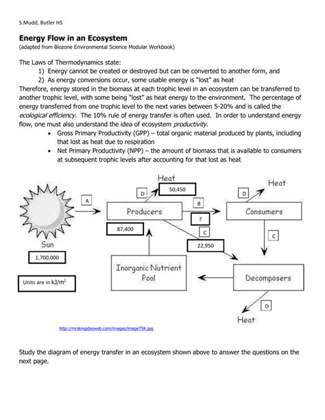 energy flow in ecosystems worksheet quizlet